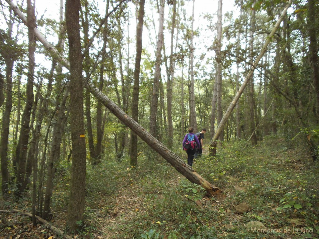 Bosques cercanos a la Riera de Santaló